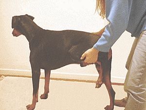 Dog receiving McTimoney treatment