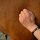 Equine Massage