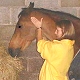 McTimoney Treatment for horses
